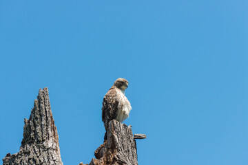 red-tailed hawk (juvenile) on an old tall tree stump photographed against a blue sky