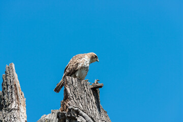 red-tailed hawk (juvenile) on an old tall tree stump photographed against a blue sky