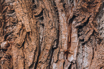 Tree bark. Old tree bark close up