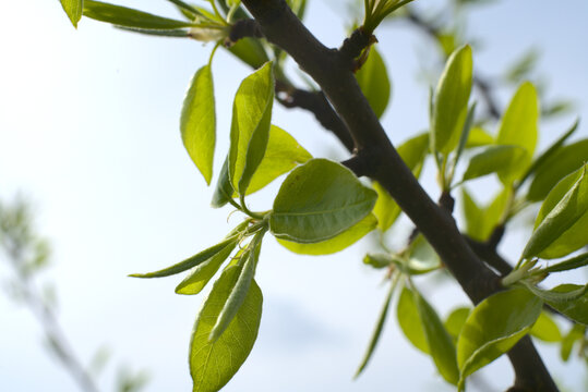 A branch of an apple tree with green leaves. Bottom view. Against the sun