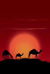 camels and moon