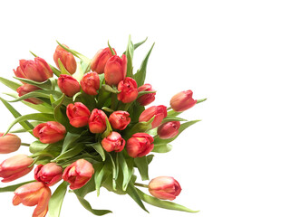 Red tulips on a white background. Bouquet of red flowers