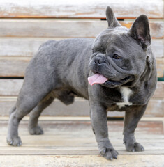 14-Month-Old blue (gray) male Frenchie puppy standing on a bench and panting. Off-leash dog park in Northern California.