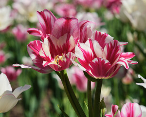 Fototapeta na wymiar Display on multiple stem tulips bulbed, white and scarlet in bloom in garden