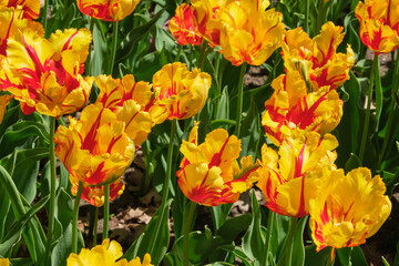Garden of vibrant frilly yellow and red striped tulips in bloom