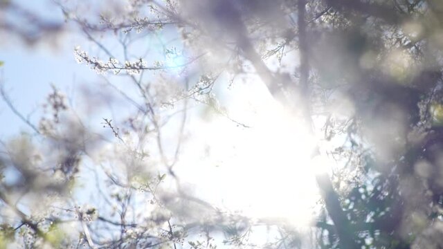 Cherry Blossom B-2