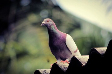 pigeon on the roof