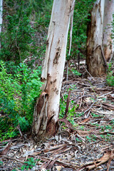 Karri trees in Kings Park, Western Australia. Eucalyptus diversicolor, commonly known as karri, is a species of flowering plant in the family Myrtaceae