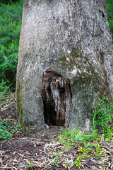 Marri tree (corymbia calophylla) base with foliage in Kings Park, Perth, Western Australia