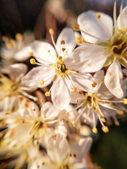 Obraz na płótnie Canvas group of wild plum flowers in close-up, macrophotography. Close-up of nature in the garden