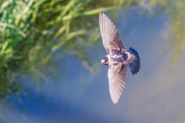 Cliff Swallow Bird in Graceful Flight