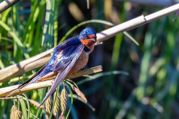 Barn Swallow Bird Preens Feathers Perched on Streamside Grass