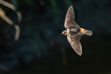 Cliff Swallow Bird in Graceful Flight