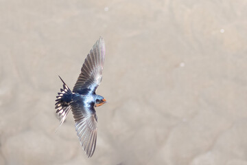 Barn Swallow Bird in Graceful Flight