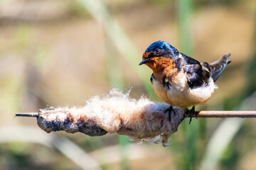 Barn Swallow Bird Preens Feathers Perched on Streamside Cattail