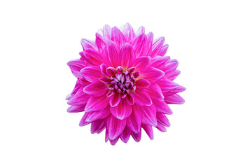 Pink Dahlia Flower Isolated on white background. Beautiful ornamental blooming garden plant with clipping path.