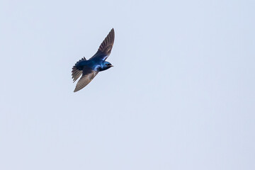 Iridescent Purple Martin Swallow in Graceful Flight