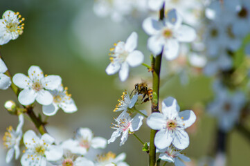 Bee feeding on cherry blossoms