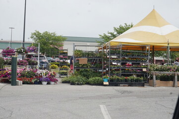 Flowering Plants for Sale Under Yellow Tent in Asphalt Parking Lot Daylight