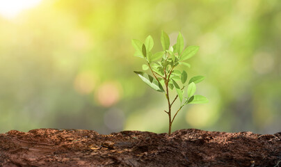 Growth young tree on nature bokeh light background. Growing plants. Saving of the earth concept