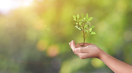 Fototapeta na wymiar Hand holding young plant on green nature bokeh background. Eco earth day concept.