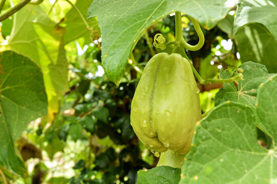 Closer ripe chayote still grows in the tree after rain.
