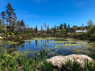 Lake at the gardens 