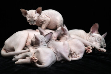 Mommy Canadian Sphynx cat lies and feeding milk for her four kittens. Feline family on black background. Group of little kittens suck milk.