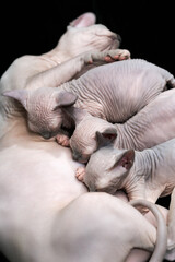 Mother Canadian Sphynx Cat breed lies and breastfeed three kittens. Feline family on black background. Group of little kittens suck milk.