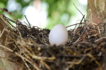 A bird nest set over a big tree's branch and a white ogg with a future life to come.