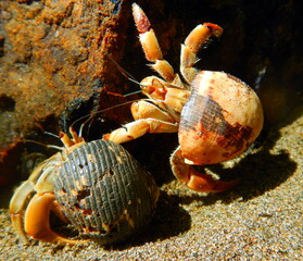 Costa Rica Pacific Sea Life