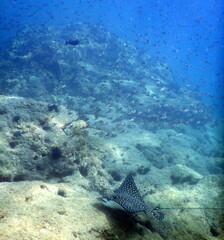 Costa Rica Pacific Sea Life