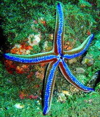 Costa Rica Pacific Sea Life