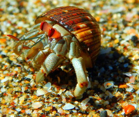 Costa Rica Pacific Sea Life