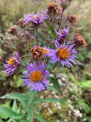 New england aster