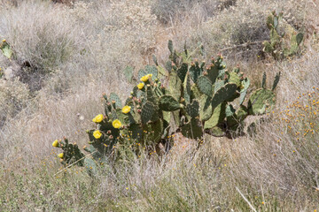 flowers on cactus in the desert