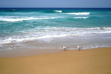 Garie beach in Royal National Park, New South Wales.