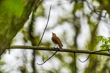Thrust Bird On A Branch