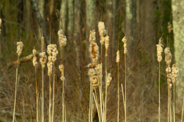 reeds in the autumn