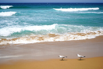 Garie beach in Royal National Park, New South Wales.