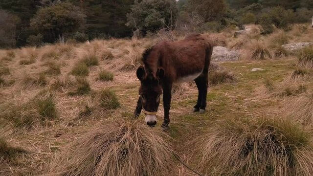 A shot around a donkey grazing