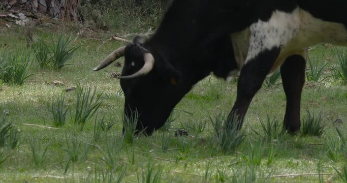 A cow grazing. It is wearing a cattle seal in its ear.