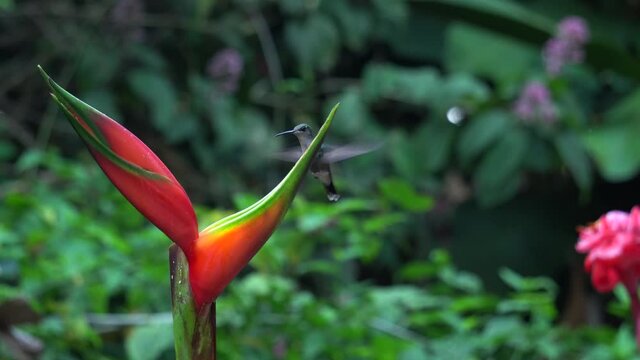 Some cute colibri birds (charming hummingbirds, Polyerata decora), hanging around a Heliconia stricta plant.
