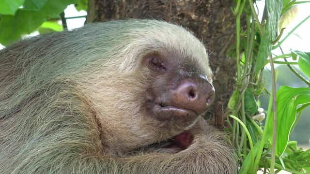 Closeup shot of a sloth (arboreal mammal, living in tropical rainforests of America), peacefully sleeping while hugged to a tree, with a gentle wind shaking the leaves.