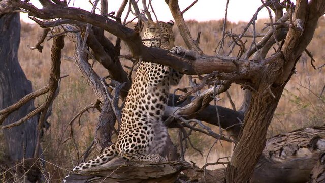 Wide shot of a young Leopard standing up on its back feet while holding onto a branch, Kalahari desert.