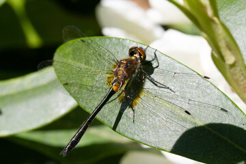 fly on leaf