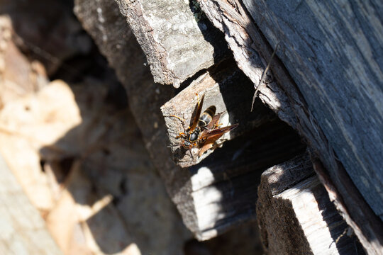 Hornet on wood
