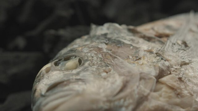 Close-up of rotten dead fish head. handheld