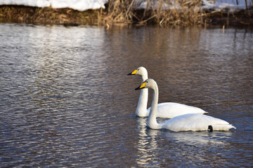 寄り添って川を進む二羽の白鳥