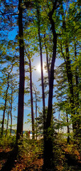 Fototapeta premium forest in autumn